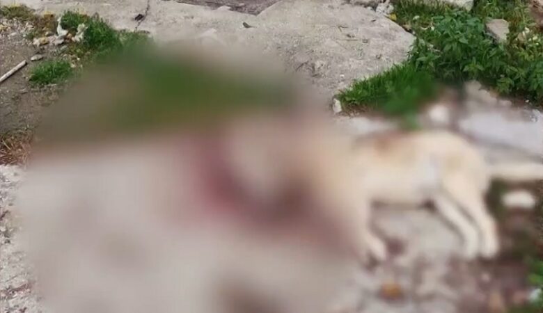 Τρομερή κτηνωδία στη Θεσσαλονίκη – Σκότωσαν σκύλο πολτοποιώντας το κεφάλι του