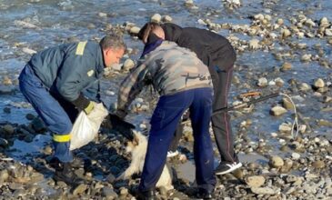 Κτηνωδία στη Φθιώτιδα: Πέταξαν σκυλίτσα με έξι κουτάβια σε ποτάμι