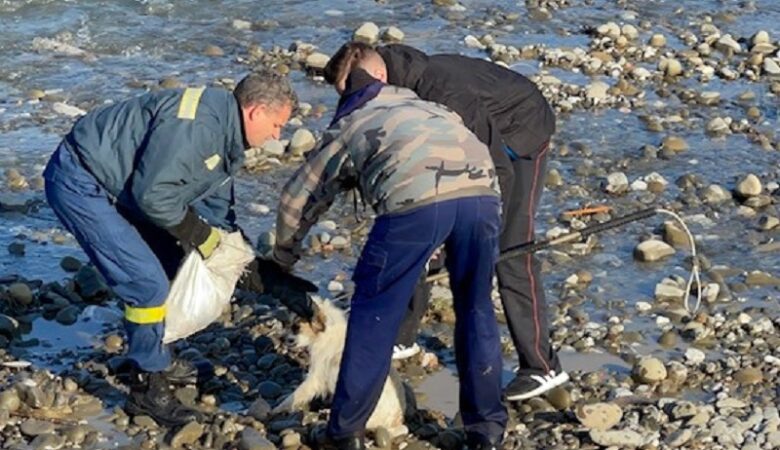 Κτηνωδία στη Φθιώτιδα: Πέταξαν σκυλίτσα με έξι κουτάβια σε ποτάμι