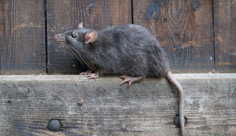 Κορονοϊός: Η μετάλλαξη Όμικρον μολύνει τα ποντίκια σύμφωνα με ρωσική έρευνα