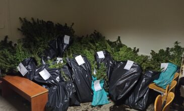 Καλλιεργούσαν και διακινούσαν υδροπονική κάνναβη στην Αττική