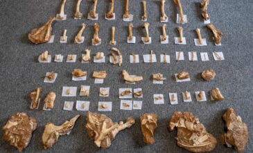 Στο φως απολιθωμένα οστά ζώων που έζησαν στη Λέσβο πριν από 2 εκατ. χρόνια