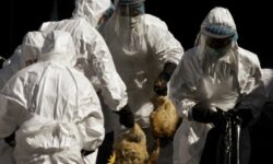 Τσεχία: Ογδόντα χιλιάδες κοτόπουλα θα θανατωθούν λόγω της γρίπης των πτηνών