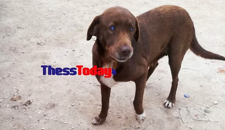 Κτηνωδία στη Νάουσα: Δηλητηρίασαν την τυφλή σκυλίτσα που συγκίνησε το πανελλήνιο