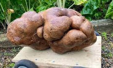Πατάτα – γίγας ζυγίζει 8 κιλά και θα σταλεί για τεστ DNA