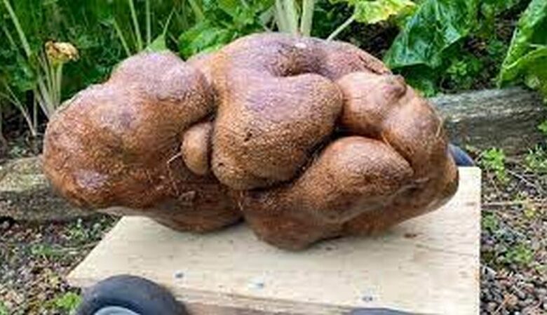 Πατάτα – γίγας ζυγίζει 8 κιλά και θα σταλεί για τεστ DNA
