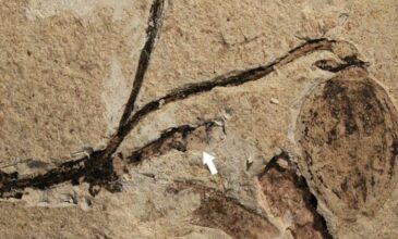 Κίνα: Ανακαλύφθηκε απολιθωμένο μπουμπούκι λουλουδιού ηλικίας 164 εκατομμυρίων ετών