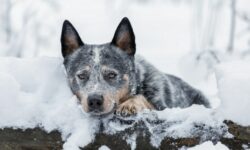 Πώς ένας αδέσποτος σκύλος έσωσε μια 10χρονη από τη χιονοθύελλα