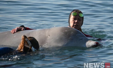 Φάλαινα στον Άλιμο: Δείτε εικόνες του news από την προσπάθεια απεγκλωβισμού