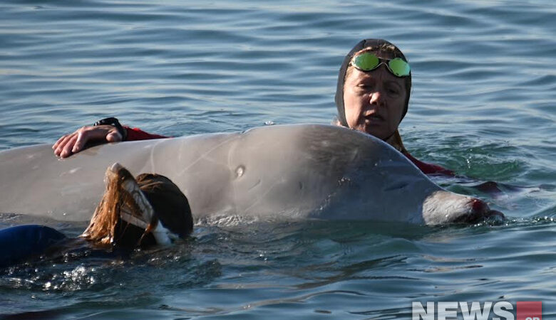 Φάλαινα στον Άλιμο: Δείτε εικόνες του news από την προσπάθεια απεγκλωβισμού
