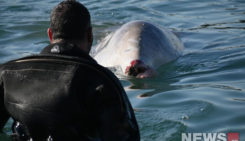 Κρίσιμη η κατάσταση της υγείας της νεαρής φάλαινας που εκβράστηκε στα αβαθή του Αλίμου
