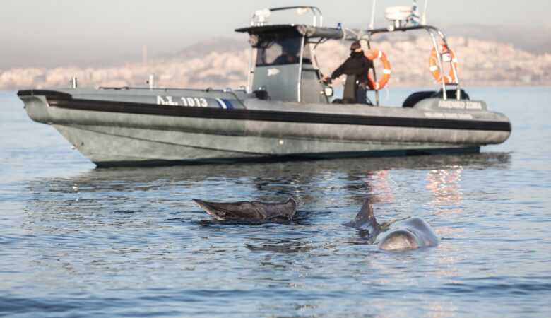Ελεύθερη στην ανοικτή θάλασσα αφέθηκε η φάλαινα που βρέθηκε στον Άλιμο