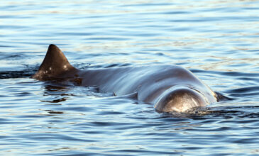 Φάλαινα στον Άλιμο: Αγωνία για την τύχη του κήτους – Δείτε εικόνες