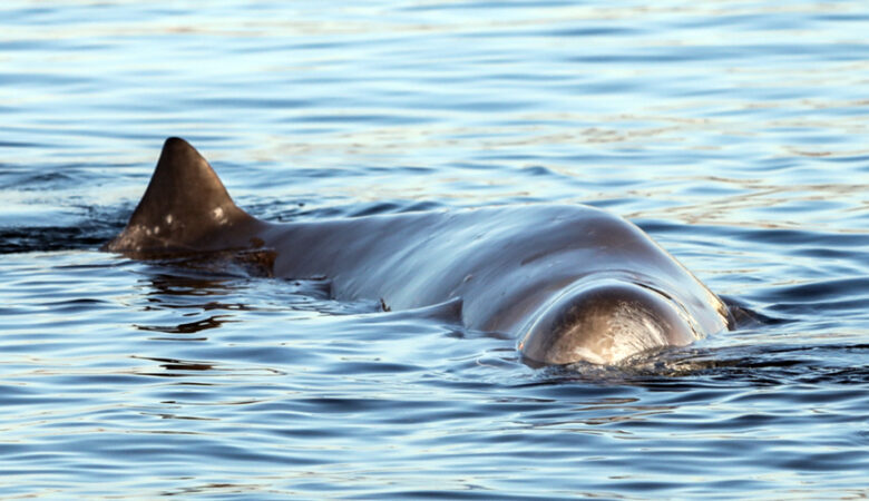 Φάλαινα στον Άλιμο: Εθελόντρια τραγουδά στον «Σωτήρη» για να τον κρατήσει στη ζωή