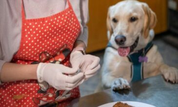 Ζαχαροπλαστείο για σκύλους παρασκευάζει τούρτες και λιχουδιές για εκλεκτούς…τετράποδους «πελάτες»