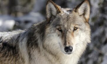 Λύκος «έκοβε» βόλτες έξω από παιδικό σταθμό στη Νέα Πέλλα