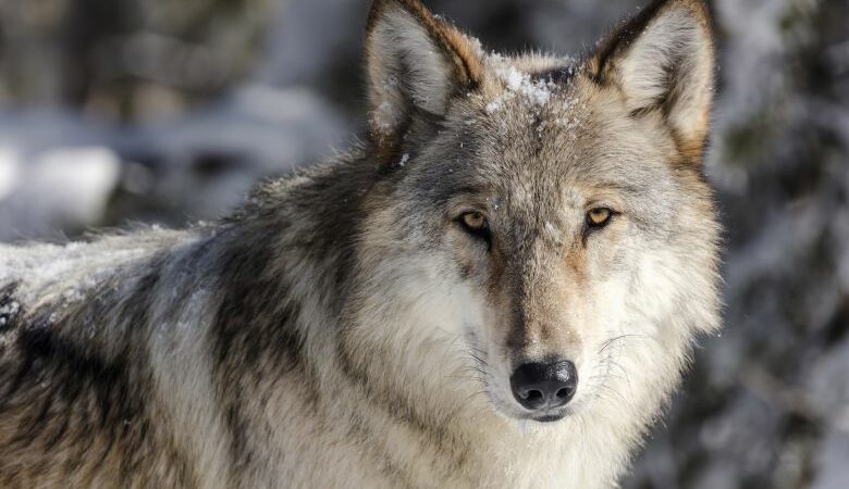 Πεντέλη: Ερευνάται αν οι επιθέσεις προέρχονται από λύκο ή άλλο άγριο ζώο
