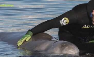 Ευχάριστα νέα για τη μικρή φάλαινα: Κολυμπάει πλέον στα ανοιχτά