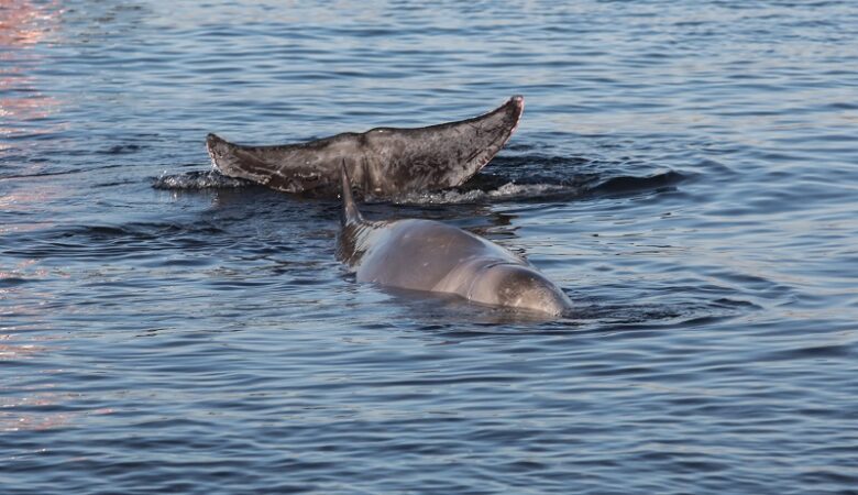 Νεκρή σε παραλία της Σαλαμίνας βρέθηκε η φάλαινα που είχε εντοπιστεί σε παραλίες της Αττικής