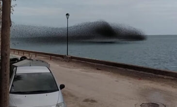 «Μαύρισε» ο ουρανός από τα πουλιά στο Ρίο – Δείτε το εντυπωσιακό βίντεο