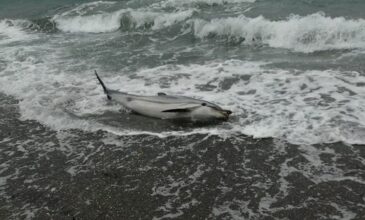 Mυτιλήνη: Νεκρό δελφίνι ξεβράστηκε στην παραλία της Νυφίδας