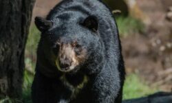 Τραγωδία στη Ρουμανία: «Με πλησιάζει!» – Αρκούδα άρπαξε και σκότωσε μια 19χρονη