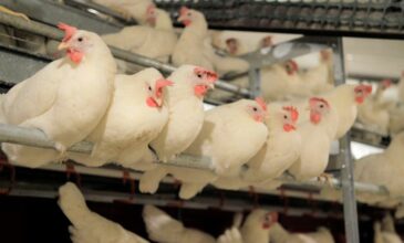 Γρίπη των πουλερικών: Πάνω από 130.000 κότες θανατώθηκαν στην Ισπανία