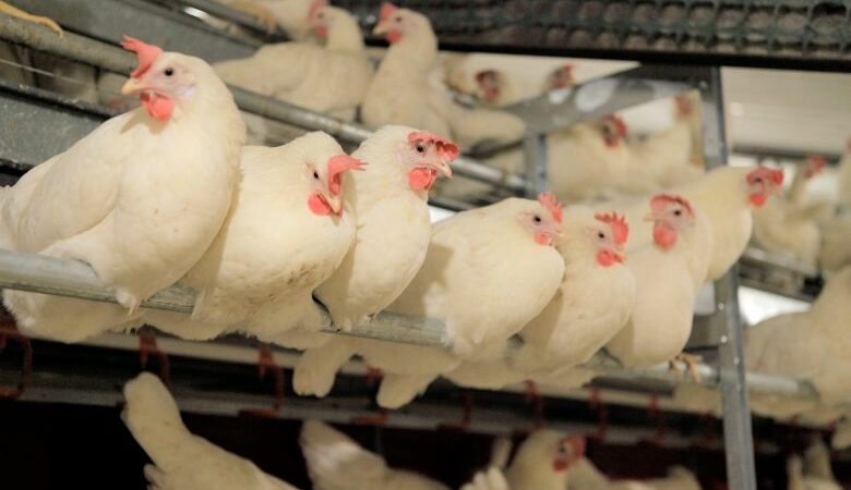 Γρίπη των πουλερικών: Πάνω από 130.000 κότες θανατώθηκαν στην Ισπανία