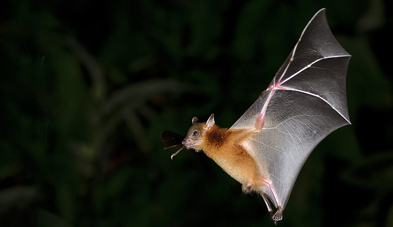 Τρόμος στο Λάος: Βρέθηκαν νυχτερίδες με κορονοϊούς παρόμοιους με τον SARS-CoV-2