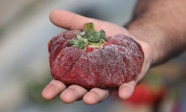 Πού βρίσκεται η βαρύτερη φράουλα στον κόσμο – Κατέρριψε Ρεκόρ Γκίνες