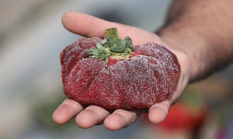 Πού βρίσκεται η βαρύτερη φράουλα στον κόσμο – Κατέρριψε Ρεκόρ Γκίνες
