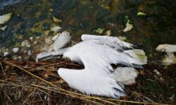 Πρέσπες: Εκατοντάδες πελεκάνοι νεκροί από τη γρίπη των πτηνών