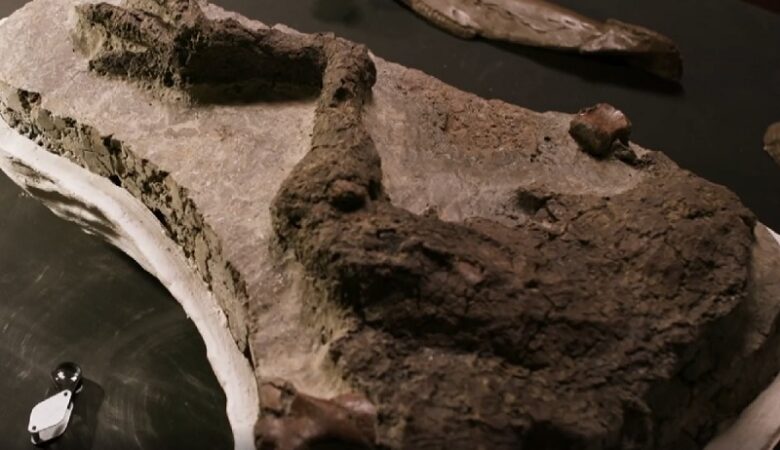 Απολίθωμα δεινοσαύρου που σκοτώθηκε από γιγάντιο αστεροειδή ανακαλύφθηκε στις ΗΠΑ