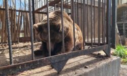 Kακοποιημένη καφέ αρκούδα από την Ουκρανία βρήκε καταφύγιο στην Ολλανδία