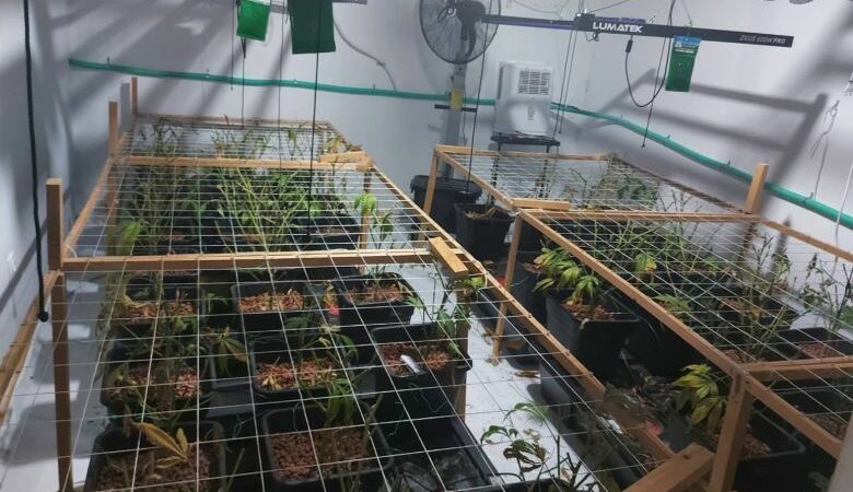 Βρέθηκε εργαστήριο καλλιέργειας κάνναβης στους Αγίους Αναργύρους- Συνελήφθη 38χρονος