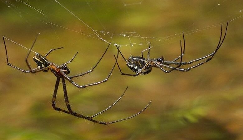 Γιατί δεν πρέπει να σκοτώνουμε τις αράχνες στο σπίτι