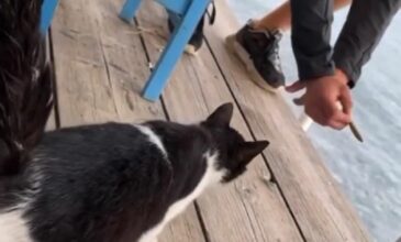 Αιδηψός – Νεαρός κλώτσησε γάτα σε ταβέρνα: «Ζητώ συγνώμη για το βίντεο»