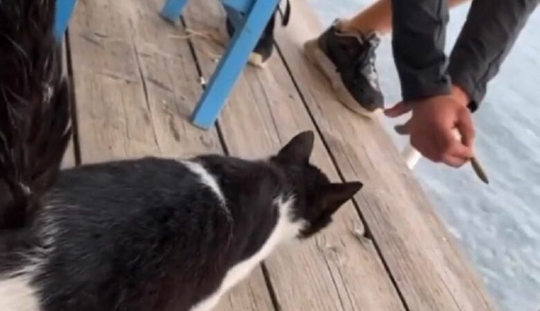 Συνελήφθη ο άντρας που κλώτσησε το γατάκι στην ταβέρνα στην Αιδηψό