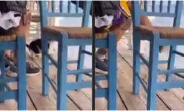 Άνδρας σε ταβέρνα δελέασε γάτα με φαγητό και την κλώτσησε στη θάλασσα – Δείτε το βίντεο