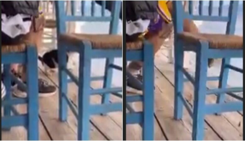 Άνδρας σε ταβέρνα δελέασε γάτα με φαγητό και την κλώτσησε στη θάλασσα – Δείτε το βίντεο