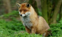 Γαλλία: Τρεις αλεπούδες πέθαναν από τη γρίπη των πτηνών κοντά στο Παρίσι