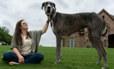 Ο ψηλότερος σκύλος του κόσμου που κατέχει το ρεκόρ Γκίνες