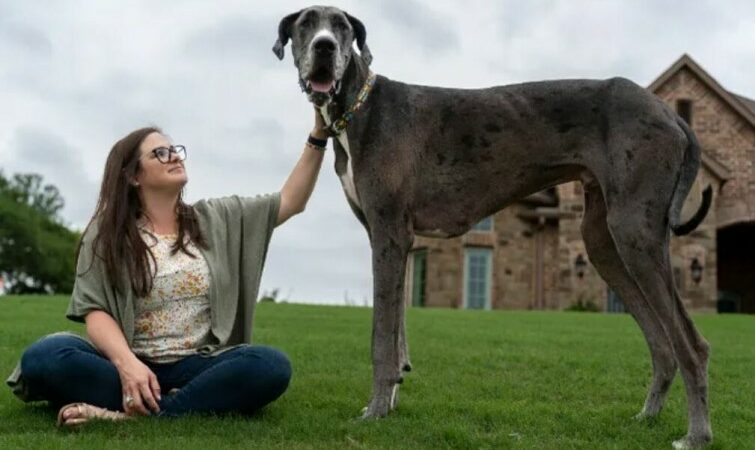 Ο ψηλότερος σκύλος του κόσμου που κατέχει το ρεκόρ Γκίνες