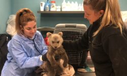 Φλώρινα: Ένα αρκουδάκι μικρότερο από… παιδικό παιχνίδι περιέθαλψε ο Αρκτούρος