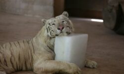 Αγγίζει τους 50 βαθμούς Κελσίου ο υδράργυρος στο Πακιστάν – «Ταΐζουν» πάγο τα λιοντάρια