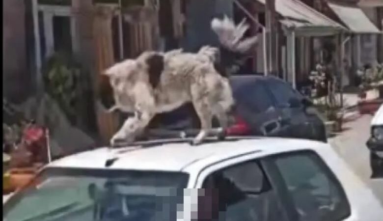 Καρδίτσα: Συνελήφθη ο άνδρας που ανέβασε σκύλο σε οροφή αυτοκινήτου εν κινήσει