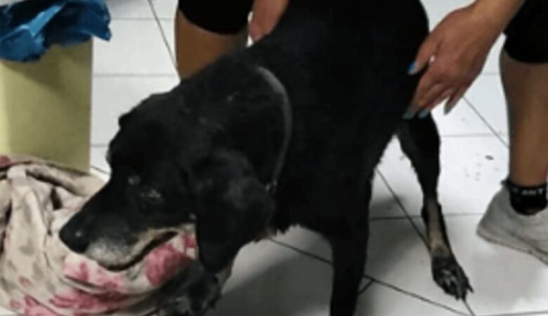 Φρίκη στην Κρήτη: Έσερνε τον σκύλο που είχε δέσει στον προφυλακτήρα