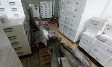 Κερατσίνι: Αλίευαν παράνομα ερυθρούς τόνους – Κατασχέθηκαν ψάρια συνολικού βάρους 1.039 κιλών