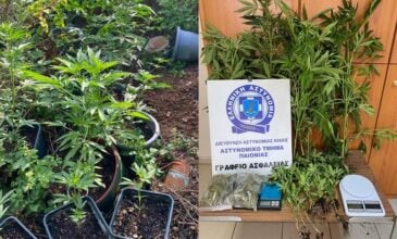 Θεσσαλονίκη: Καλλιεργούσε δενδρύλλια κάνναβης στην αυλή του σπιτιού του