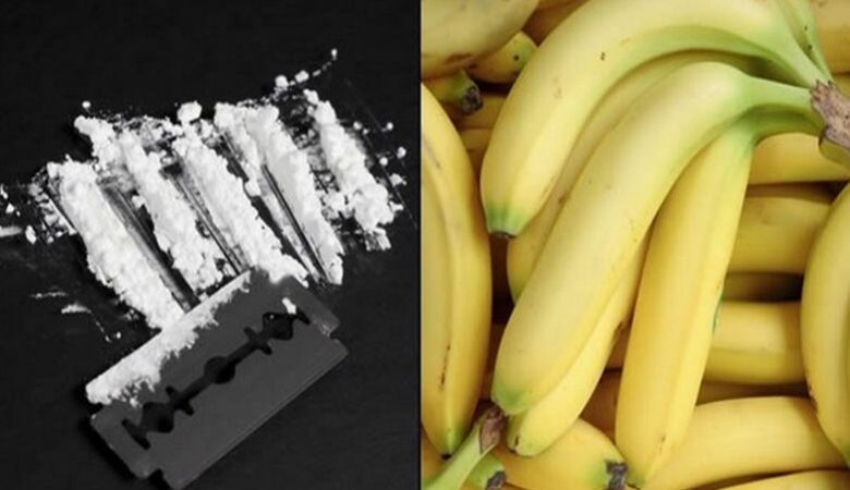 Βέλγιο: Κατάσχεση 7 τόνων κοκαΐνης στο λιμάνι της Αμβέρσας – Τα ναρκωτικά ήταν κρυμμένα σε κοντέινερ με μπανάνες